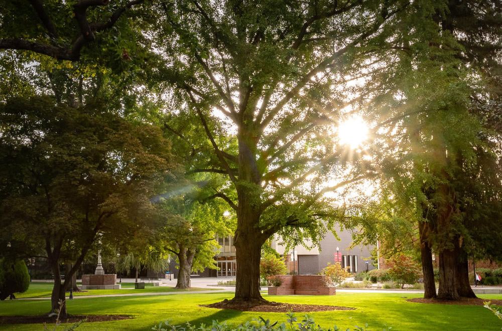 California State University Chico