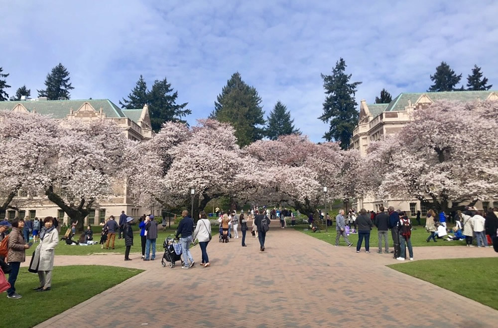 ワシントン大学の桜