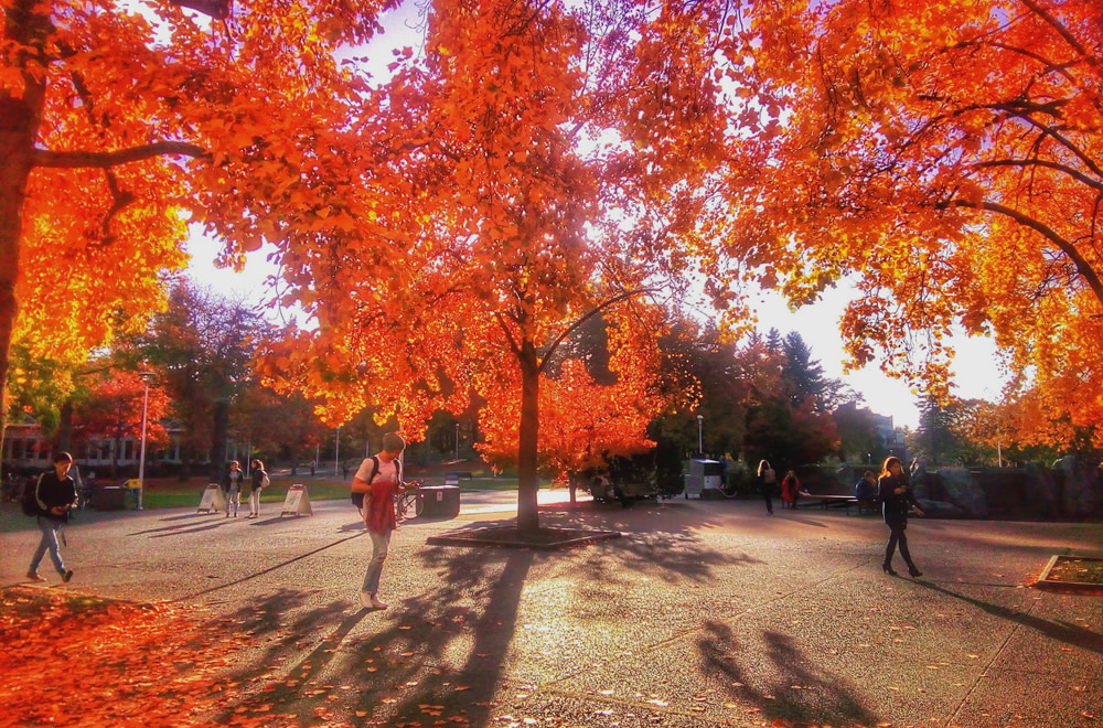 秋のキャンパス