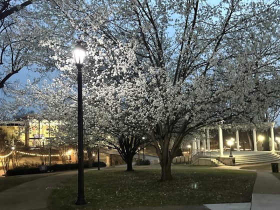 ノースアラバマ大学